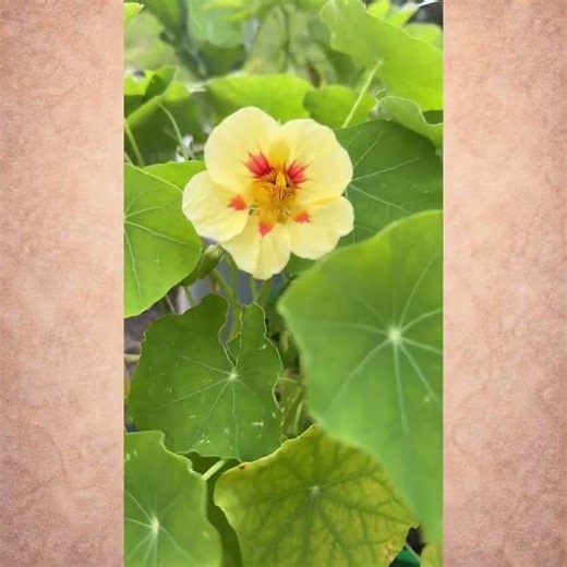 Looking for a Gardening Gift That Actually Gets Used?