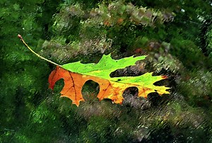 Autumn equinox 2025: First day of fall, leaves changing, and what it means