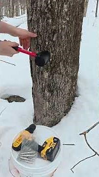 Tapping Maple Trees for Maple Syrup (Collecting Sap)