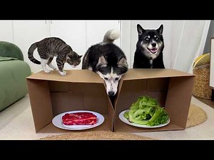 Blind Food Experiment: Husky And Kitten Choose Their Dinner