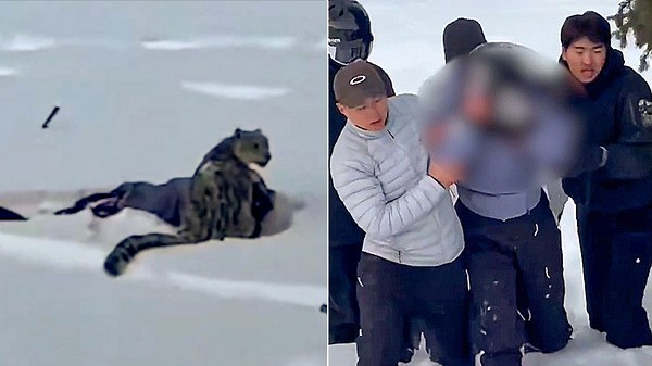 Chilling video captures aftermath of snow leopard mauling a skier