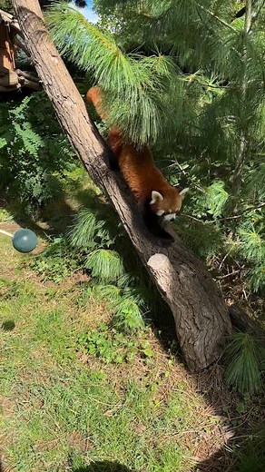 🧡 Piąteczka! 🧡 Dziś obchodzimy Światowy Dzień Pandy Rudej! 🦊 Panda mała (Ailurus fulgens) to jedyny przedstawiciel rodziny pandkowatych. Choć jej nazwa sugeruje podobieństwo do pandy wielkiej, to zupełnie inny gatunek. Pandy małe są zwinne, nadrzewne i prowadzą nocny tryb życia. Ich dieta opiera się głównie na bambusie, ale chętnie sięgają także po jagody, kwiaty czy owady. W naturze występują na wysokościach od 2200 do 4800 m n.p.m. w górskich lasach Azji, od Nepalu po Chiny i Mjanmę. Nieste