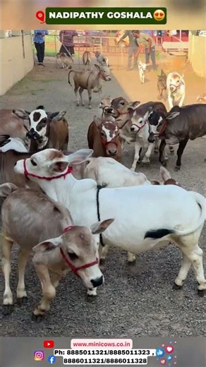Watch These Tiny Nadipathy Cows Come Running When Called! Amazing Sight #viral #hindi #cow #reels