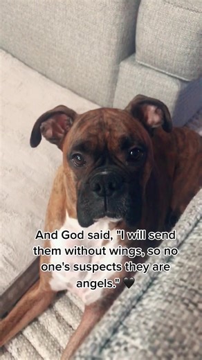 Adorable Boxer Puppy Moments: Vito the Boxer