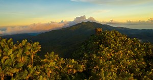 Coquí in the Rainforest
