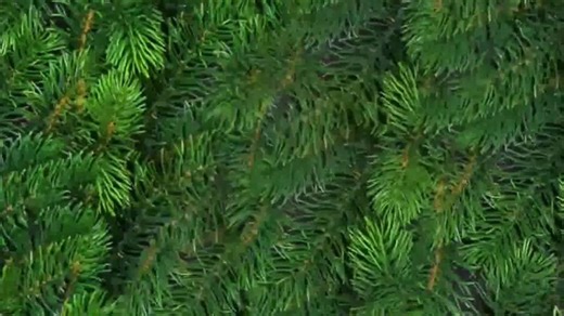 Michaels The Great Big Tree Spree TV Spot, 'Great Deals on Christmas Trees and More'