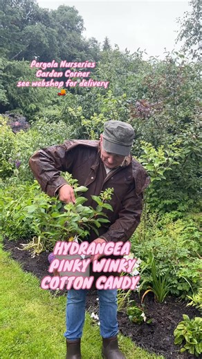 #addWEBSHOP https://pergolanurseries.ecwid.com HYDRANGEA PINKY WINKY COTTON CANDY enormous cone like white flowers from end of June until mid September.Open white first and turn pink in late summer and autumn.FEED WITH FLOWER MAX every six weeks from now for best results !. Apply FLOWERMAX around roses ,perennials,hydrangeas,shrubs ..for best quality flowers. FLOWERMAX increases flower size and quantity. Apply every 4-6 weeks from@now for best results.Available in WEBSHOP https://pergolanurserie