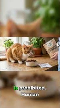 The Hidden Reason Your Cat's Allergies Won't Go Away