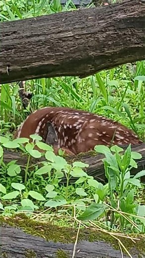 new born baby deer sleeping under a pile of wood
