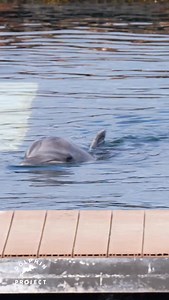 Taiji: Most people don’t know this but despite captive breeding in aquariums, dolphins are still captured from the wild and sold to aquariums. Our team is on the ground to shine a light on the trafficking of dolphins. Feb. 11, 2026 | Dolphin Project