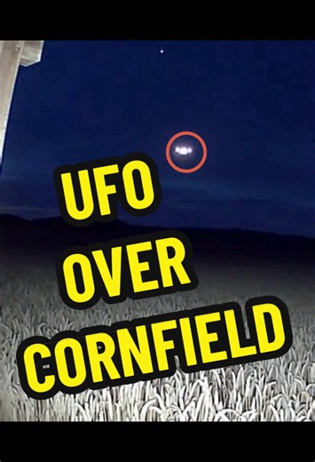 Strange orbs leave crop circles in a corn field. Is this real? A phenomenon reported for decades. What do you think is forming crop circles? #ufo #cropcircles #aliens #uap #disclosure