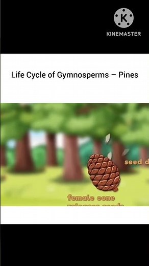Gymnosperms’ Life Cycle Explained in 30 Second🔥#Gymnosperms#PineTrees#PlantLifeCycle#NakedSeedPlants