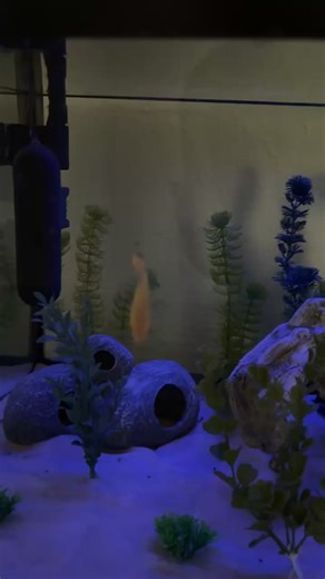 scoobytheoscar on TikTok