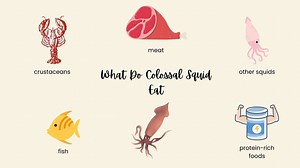 What Do Colossal Squid Eat?