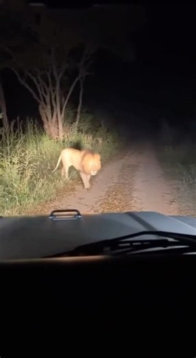 🦁Lion Attack Caught on Camera #gyasiasimran #viral #shorts #lionattack #lion #forest #tranding
