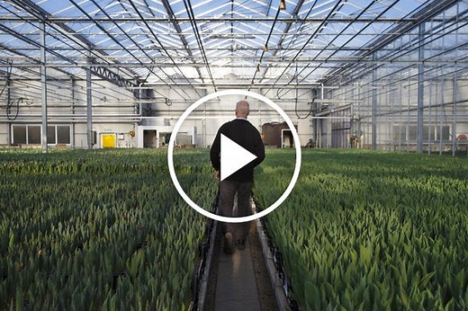 Aalsmeer Flower Auction Fights the Clock