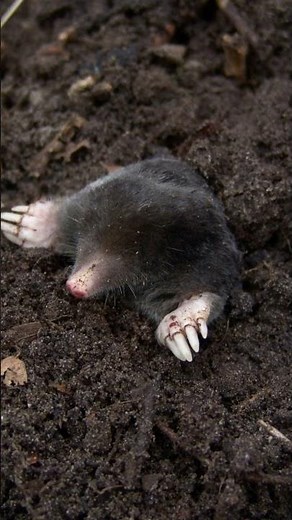 What If Animals Go Deaf or Blind? Shocking Truth!