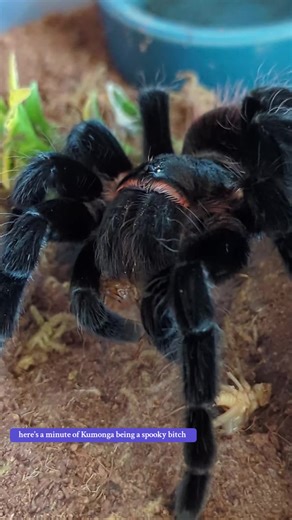 happy Godzilla day🩶 #invertebrates #archnids #tarantulasoftiktok #mytarantula #tarantula #tvagans