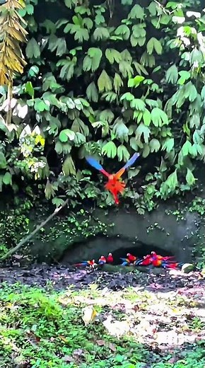 🦜✨ Scarlet Macaws at the Claylicks! Napo Cultural Center 🌿