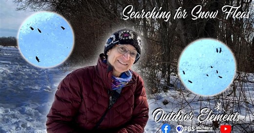 Searching for Snow Fleas