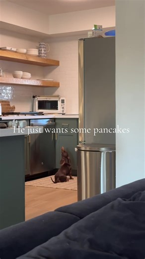 My little short stack is the most food driven animal I’ve ever seen! #dachshundsoftiktok #doxie #dobbythehouseelf #dobbythedachshund #dachshund