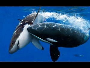 REPORTAGE : Les Plus Redoutables Prédateurs Du Monde Sous Marin (Ish Doc HD)