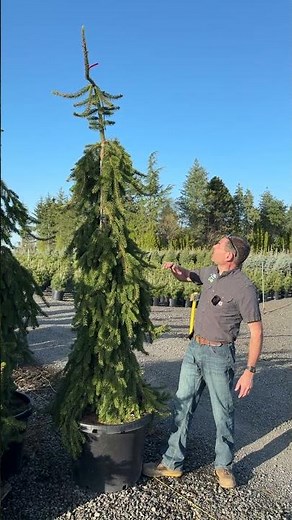 Large Weeping Norway Spruce!