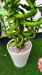 Súper fácil cuidar en Maceta #bambu #Bamboo #siembracondayami | Siembra con Dayami