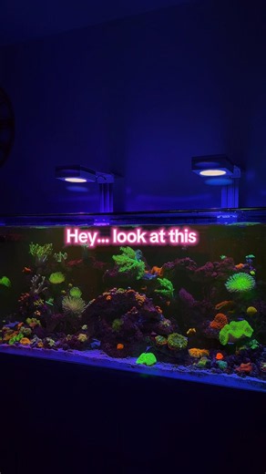 Hey look at this… my 90 gallon soft coral reef tank