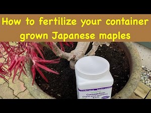 How to fertilize your container grown Japanese maple trees