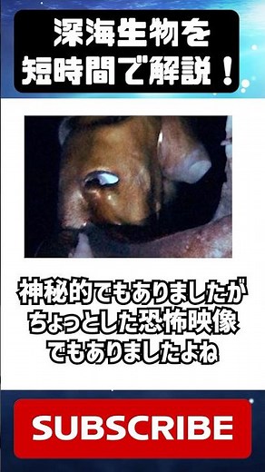 深海生物マニアが教えるダイオウイカ豆知識 #深海生物 #解説