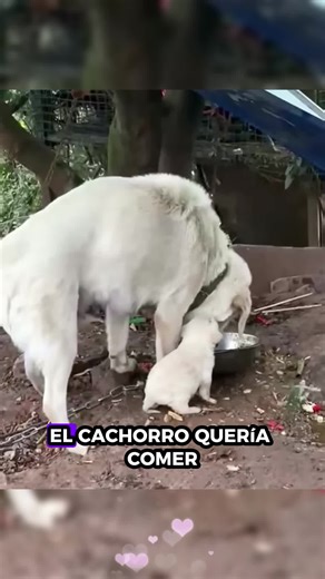 Perros de Rescate: Héroes de Cuatro Patas
