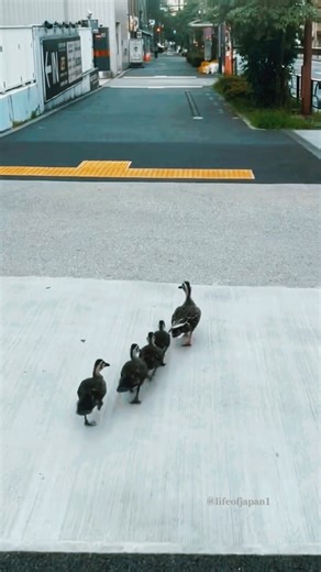 The life of Japanese ducks — safety's first🇯🇵🫡 #japan #travel #trip #walk #respect #reels #fblifestyle @トップファン | LIFE of JAPAN 日本の生活