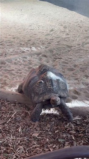Leopard Turtle