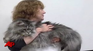 Meet the World's Longest Cat