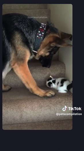 Dogs Love You Forever | Compilation | #dog #petscompilation