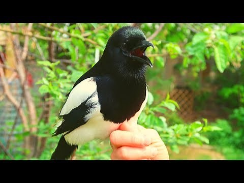 Did you know that Magpies can Talk?