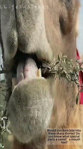 Camels eat thorny bushes, how do they avoid getting pricked? 🐫