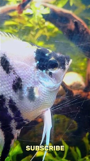 🌼 Gentle Natural Green Fish Tank for Daily Calm