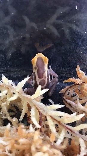 3.6K views · 134 reactions | Albino Dart Frogs are incredibly uncommon both in the hobby and in nature, so how did we get lucky enough to get our hands on some? You won't want to miss what Jake has to say about all that and more in this brief species spotlight! | Josh's Frogs | Facebook