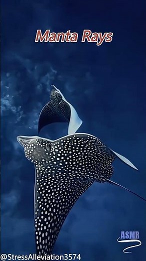 How Do Manta Rays Dance in the Ocean?