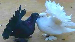 Top 10 Most Beautiful Fancy Pigeons Collection | Indian Pigeons | World Unique Amazing Pigeon Farm | Wild BIRDS | Facebook
