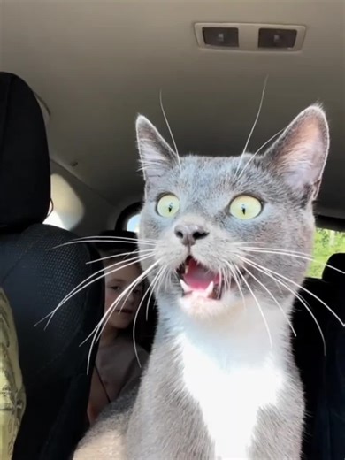 Amazing Cat Skills That Will Make You Smile