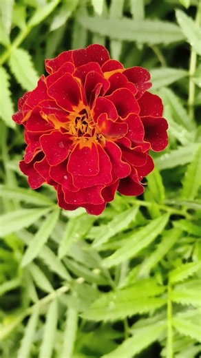 choti si Asha 😍🌺# beautiful nature #🌿🪴