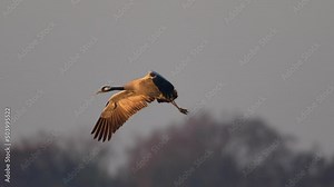 Common crane (Grus grus) in its natural habitat