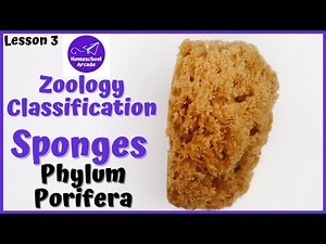 What are Sponges? | Phylum Porifera