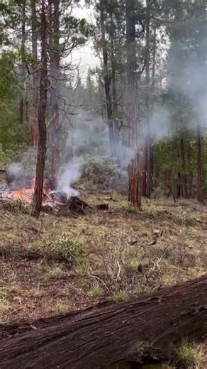 See how US Forest Service firefighters conduct prescribed burn operations in the Shasta-Trinity National Forest. Read more on the controlled burns happening in the North State this week: bit.ly/4pcAB5u (📽️/✍️ Jessica Skropanic/Record Searchlight) | Record Searchlight | Redding.com