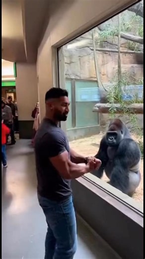 Animal Miracles on Reels