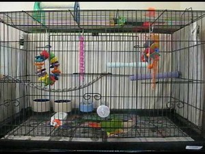 Pineapple green cheek conure trying to get my attention