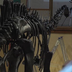 866K views · 343 reactions | Dippy the dinosaur has started his UK tour! At 70ft-long the diplodocus only just managed to squeeze into the museum | BBC Hampshire & Isle of Wight | Facebook